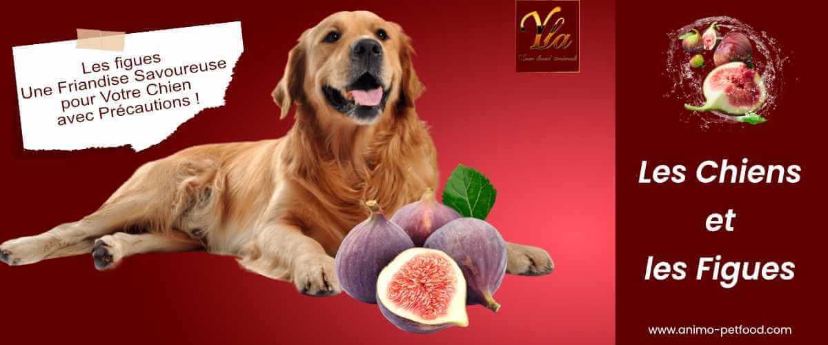 les-chiens-et-les-figues-bienfaits-et-precautions